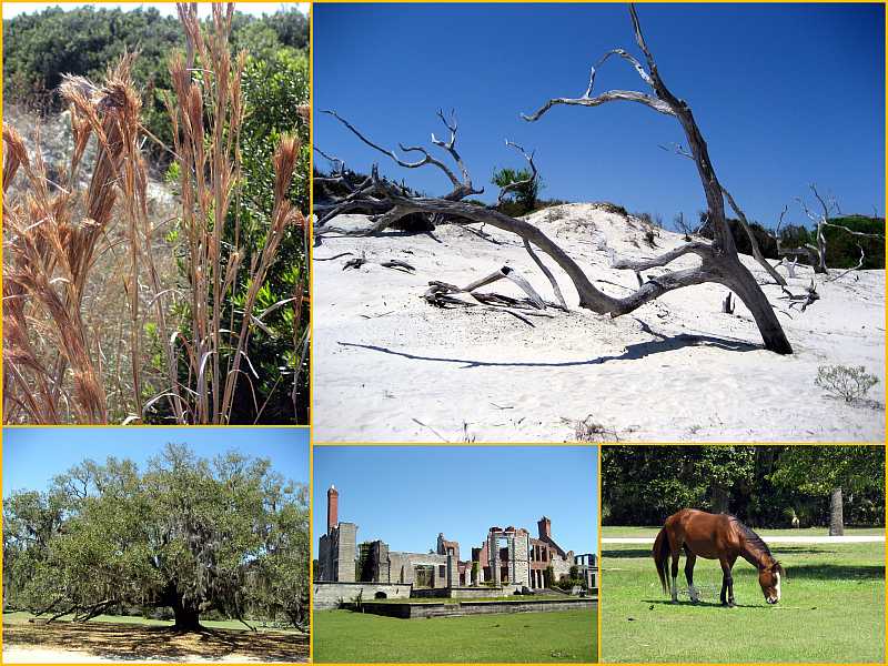 Cumberland Island