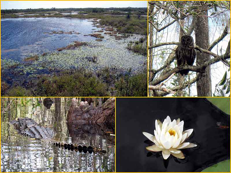 Okefenokee Swamp