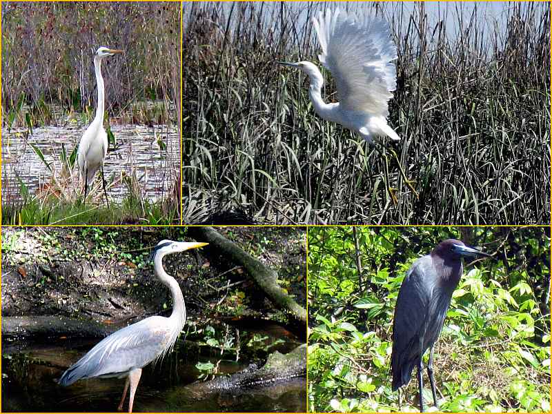 Wading Birds