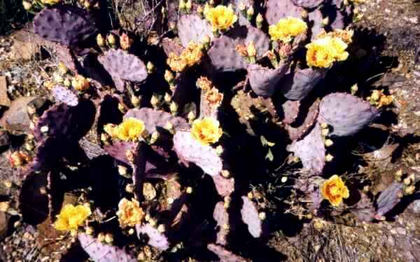 The Desert In Bloom - Big Bend National Park