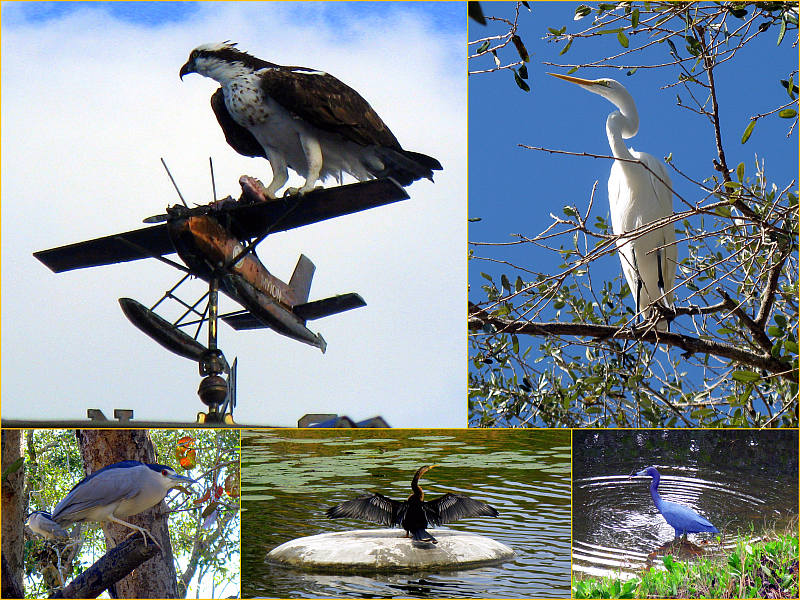 Birds at My Backyard Feeder