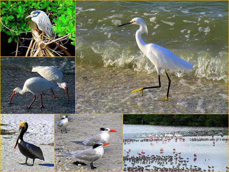 Birds of the Water