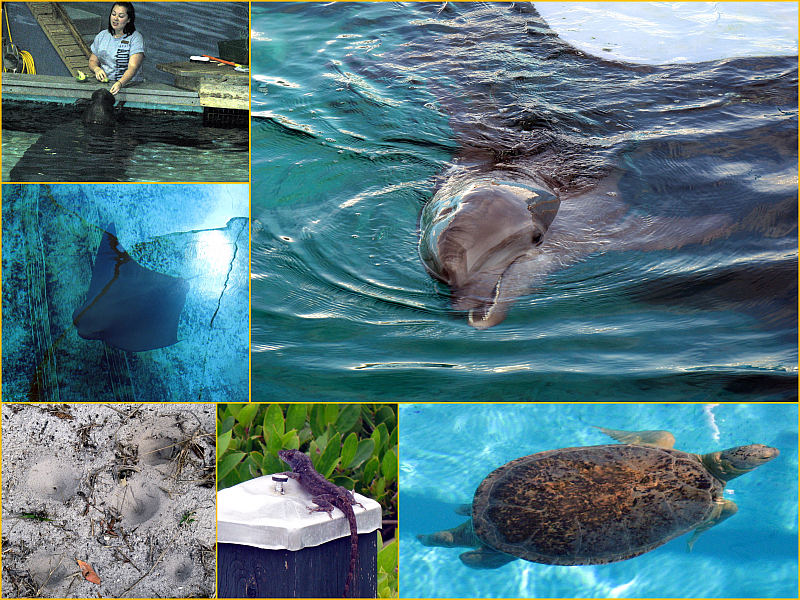 Critters We Saw