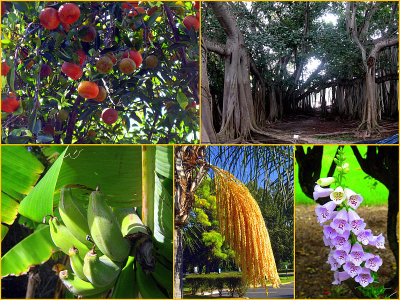 Plants Of Southern Florida