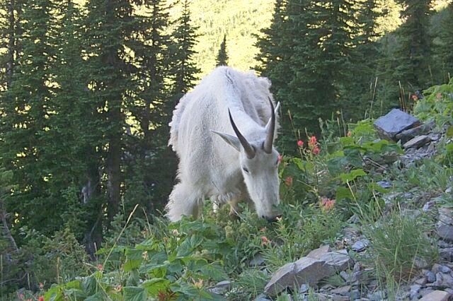 Mountain Goat