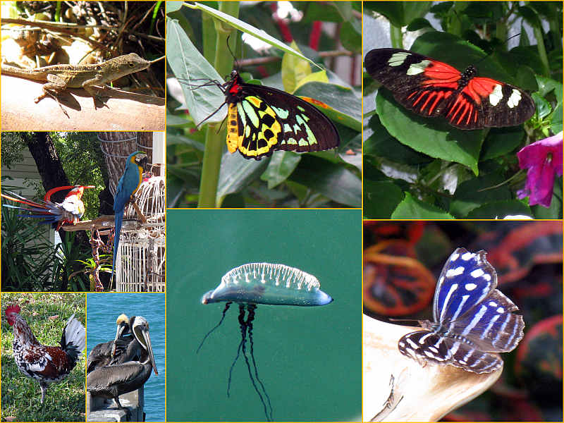 Key West Fauna