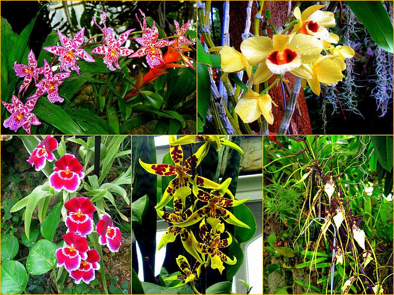 Phipps Conservatory - Orchid Room