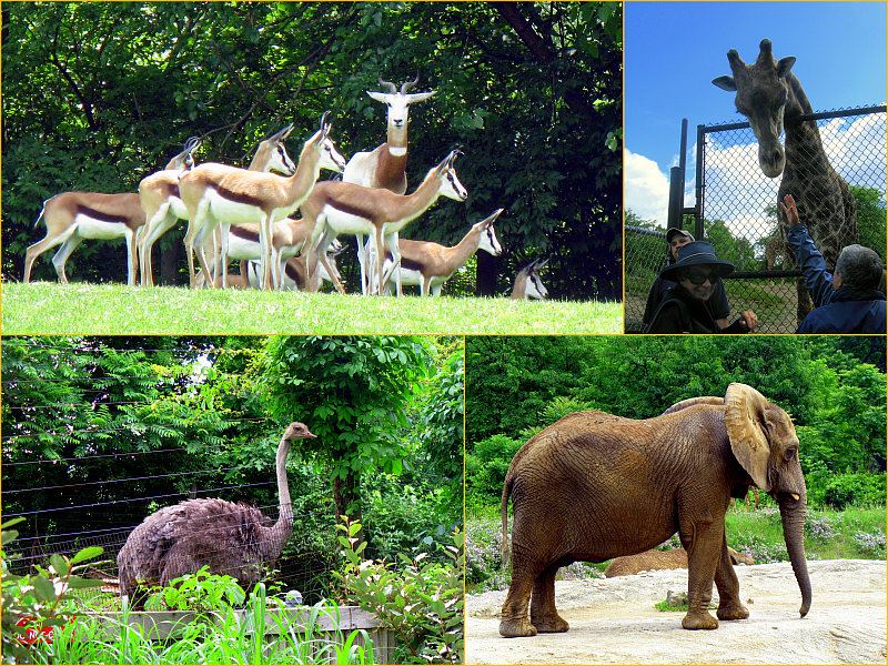 Pittsburgh Zoo - African Savanah