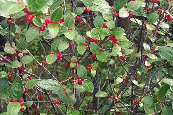  Buffalo Berries 