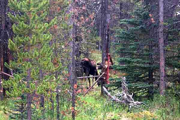 Our Moose - Bald Hills Trail