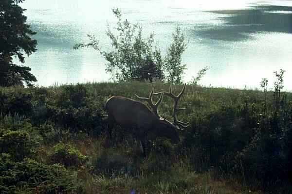  Bull Elk - On our way to Sulphur Skyline Trail 