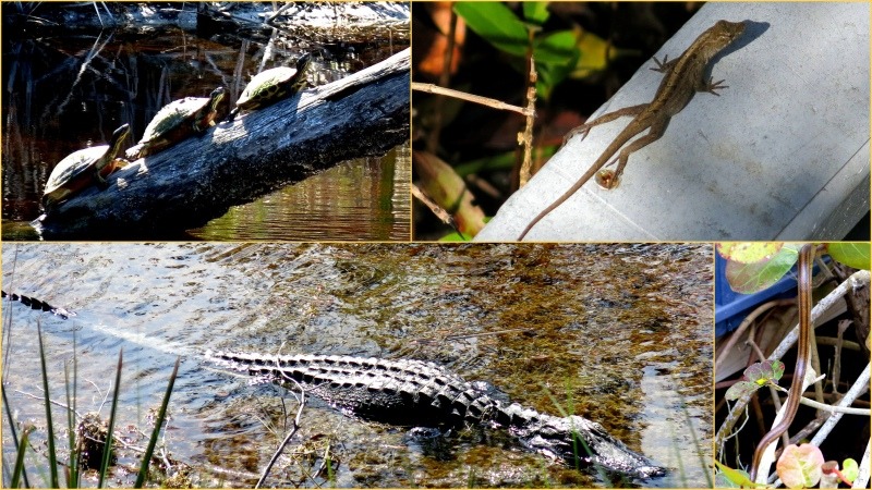 Sanibel Critters