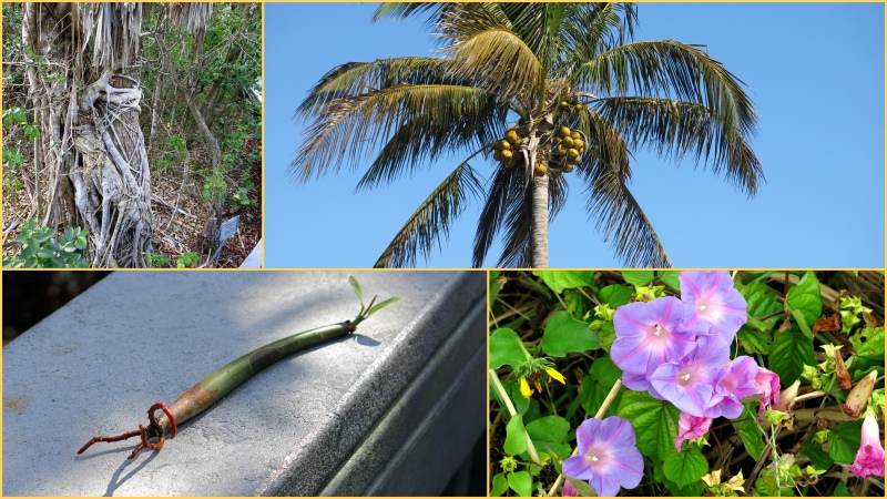 Sanibel Flora