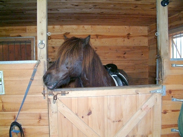  Kristall smiling in his stall