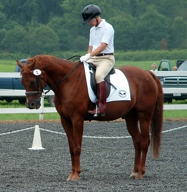 Tyler halted at X, rider saluting